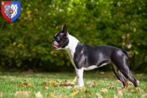 Read more about the article Boston Terrier breeders and puppies in Pays de la Loire