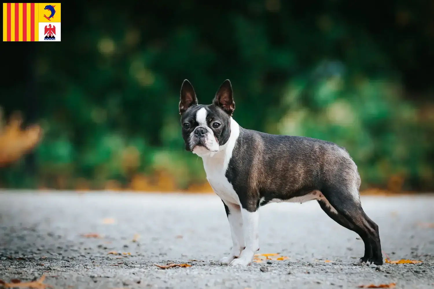 Read more about the article Boston Terrier breeders and puppies in Provence-Alpes-Côte d’Azur