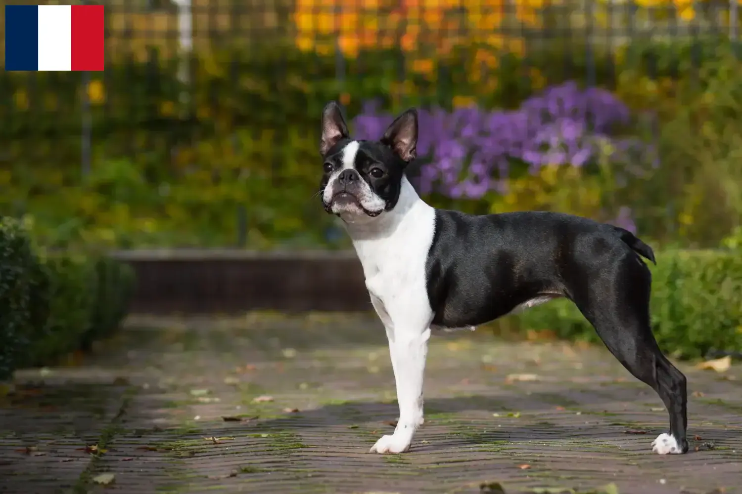 Read more about the article Boston Terrier breeders and puppies in Réunion