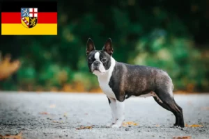 Read more about the article Boston Terrier breeders and puppies in Saarland