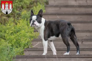 Read more about the article Boston Terrier breeders and puppies in Salzburg