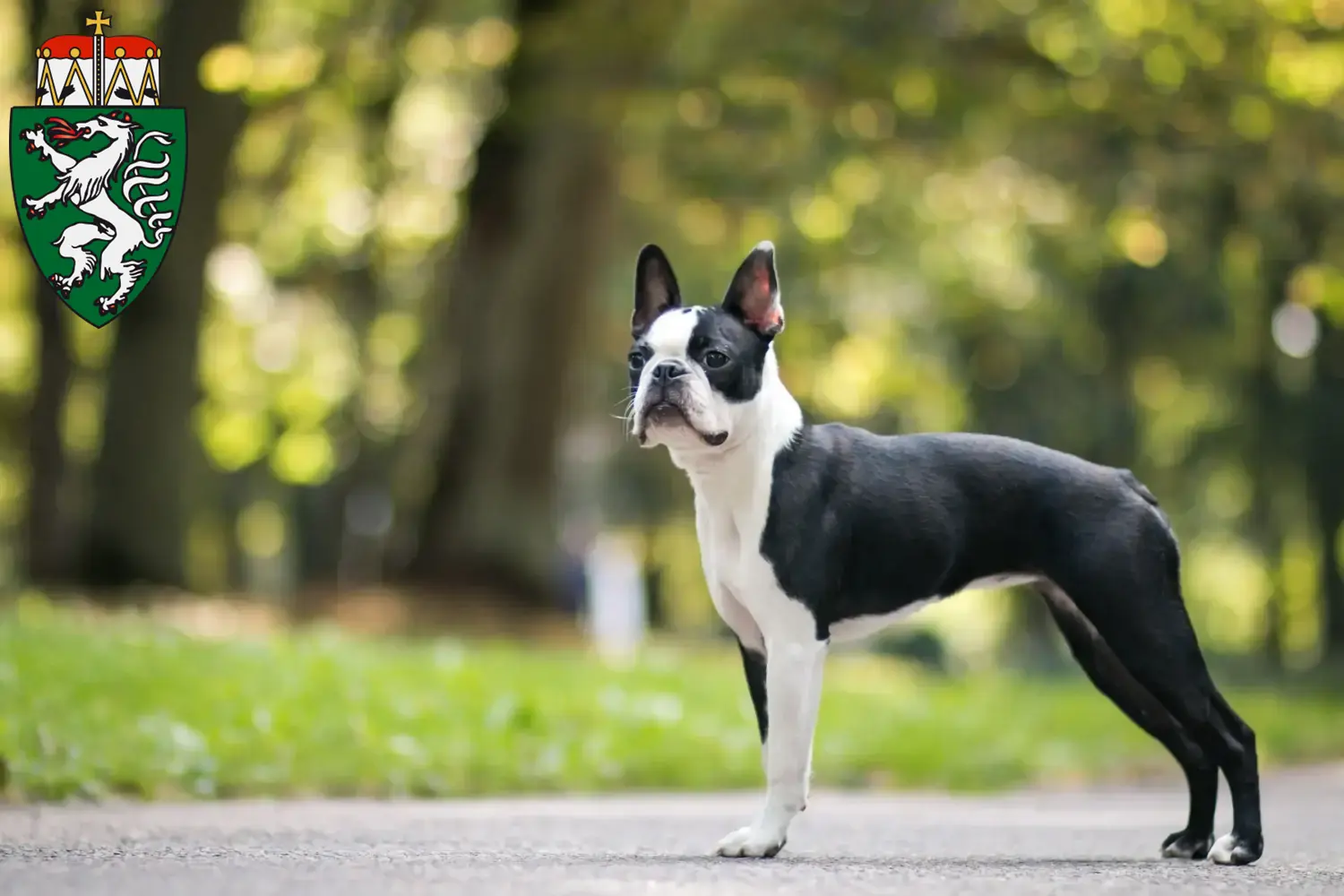 Read more about the article Boston Terrier breeders and puppies in Styria