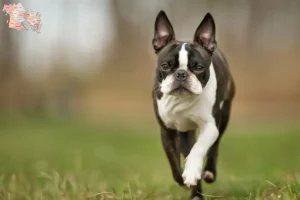 Read more about the article Boston Terrier breeders and puppies in Syddanmark