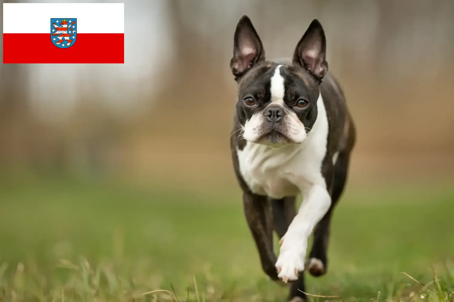 Read more about the article Boston Terrier breeders and puppies in Thuringia