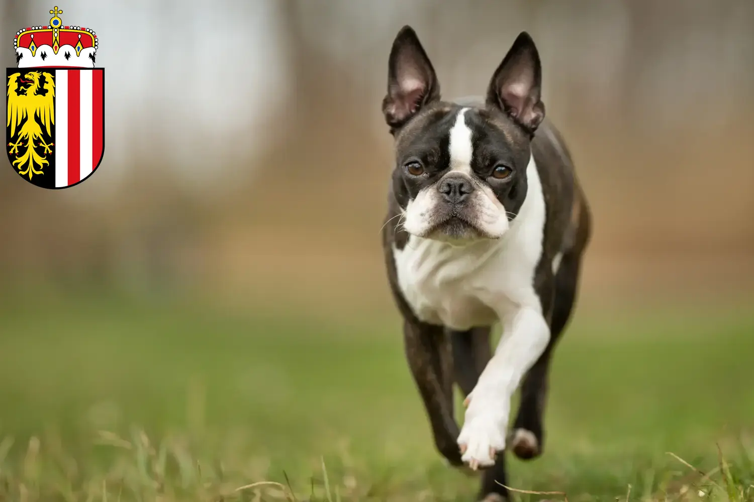 Read more about the article Boston Terrier breeders and puppies in Upper Austria