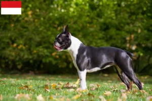 Read more about the article Boston Terrier breeders and puppies in Vienna