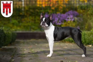 Read more about the article Boston Terrier breeders and puppies in Vorarlberg