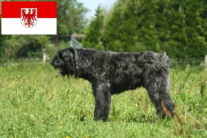Read more about the article Bouvier des Flandres breeders and puppies in Brandenburg