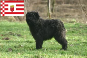 Read more about the article Bouvier des Flandres breeders and puppies in Bremen