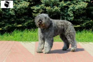 Read more about the article Bouvier des Flandres breeders and puppies in Corsica