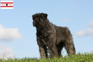 Read more about the article Bouvier des Flandres breeders and puppies in Drenthe