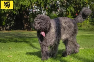 Read more about the article Bouvier des Flandres breeders and puppies in Flanders