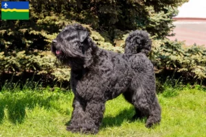 Read more about the article Bouvier des Flandres breeders and puppies in Flevoland