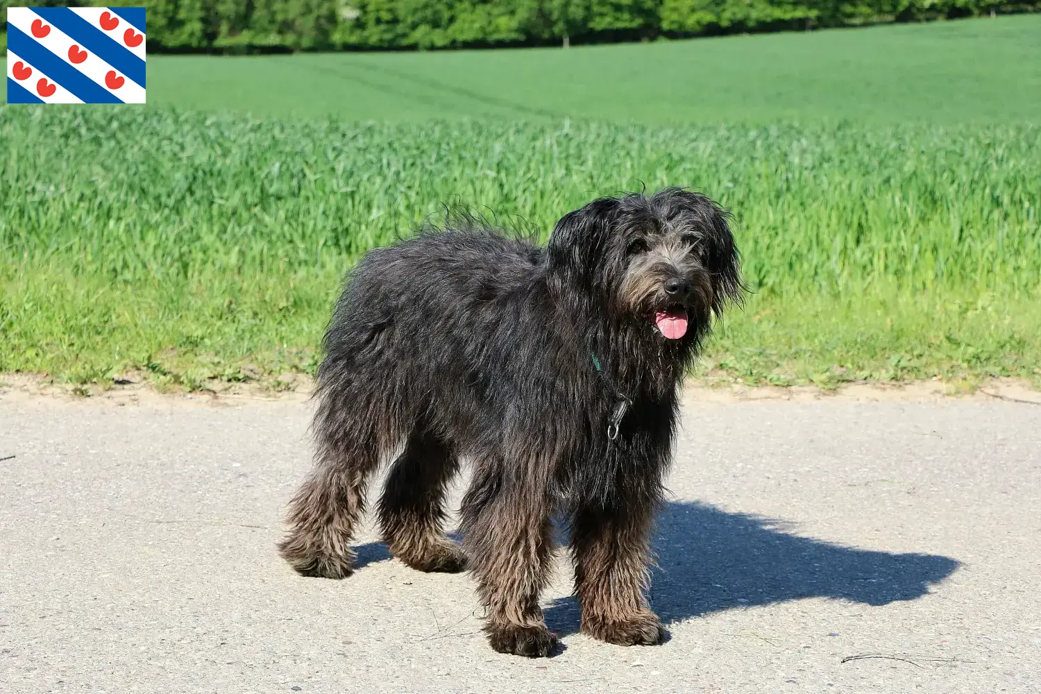 Read more about the article Bouvier des Flandres breeders and puppies in Friesland
