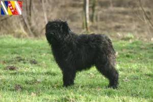 Read more about the article Bouvier des Flandres breeders and puppies in Grand Est