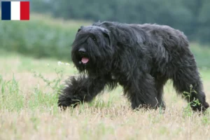 Read more about the article Bouvier des Flandres breeders and puppies in Guadeloupe