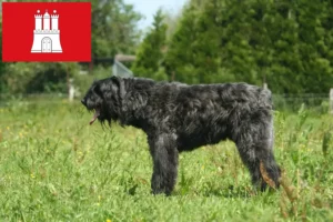 Read more about the article Bouvier des Flandres breeders and puppies in Hamburg