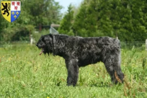 Read more about the article Bouvier des Flandres breeders and puppies in Hauts-de-France