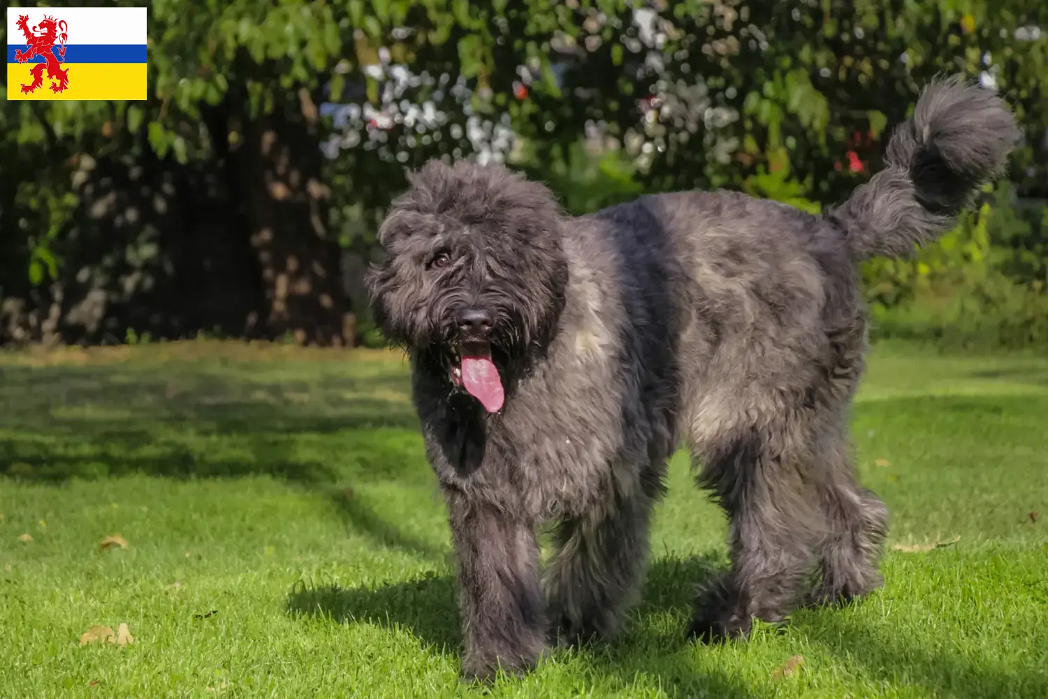 Read more about the article Bouvier des Flandres breeders and puppies in Limburg