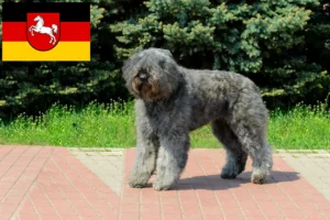Read more about the article Bouvier des Flandres breeders and puppies in Lower Saxony