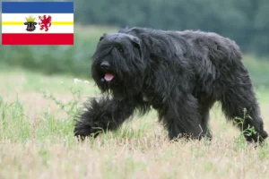 Read more about the article Bouvier des Flandres breeders and puppies in Mecklenburg-Vorpommern