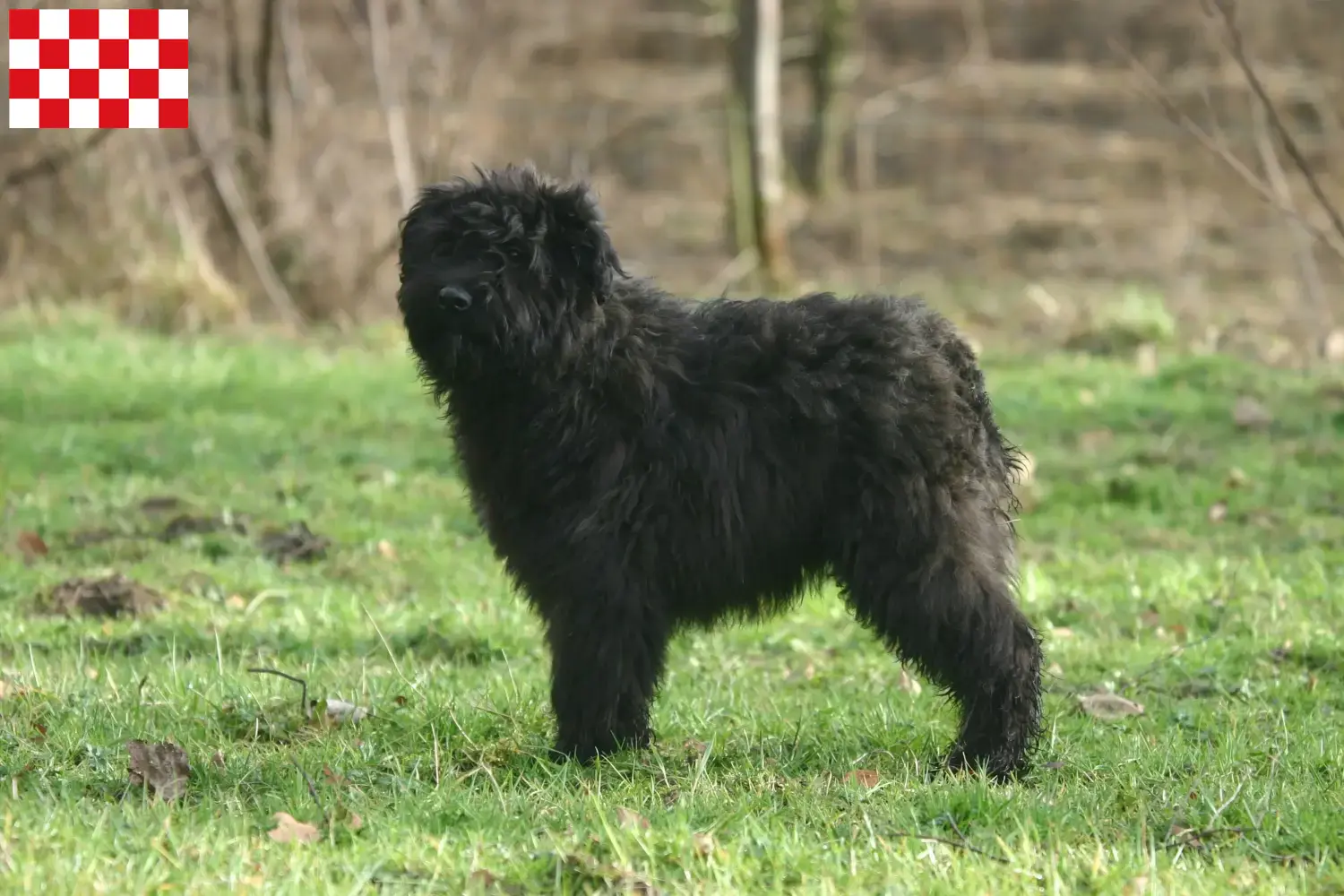 Read more about the article Bouvier des Flandres breeders and puppies in North Brabant
