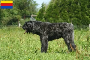 Read more about the article Bouvier des Flandres breeders and puppies in North Holland