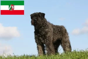 Read more about the article Bouvier des Flandres breeders and puppies in North Rhine-Westphalia