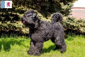 Read more about the article Bouvier des Flandres breeders and puppies in Nouvelle-Aquitaine
