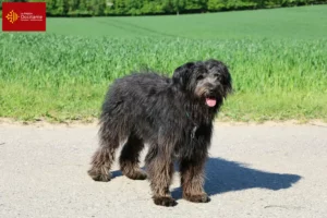 Read more about the article Bouvier des Flandres breeders and puppies in Occitania