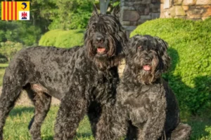 Read more about the article Bouvier des Flandres breeders and puppies in Provence-Alpes-Côte d’Azur