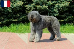 Read more about the article Bouvier des Flandres breeders and puppies on Réunion