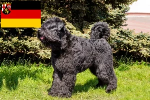 Read more about the article Bouvier des Flandres breeders and puppies in Rhineland-Palatinate