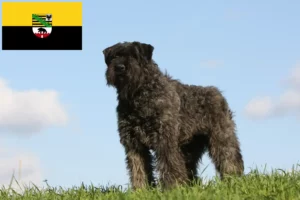 Read more about the article Bouvier des Flandres breeders and puppies in Saxony-Anhalt