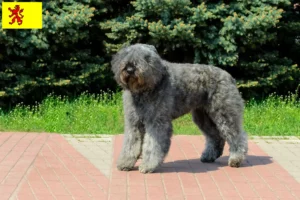 Read more about the article Bouvier des Flandres breeders and puppies in South Holland