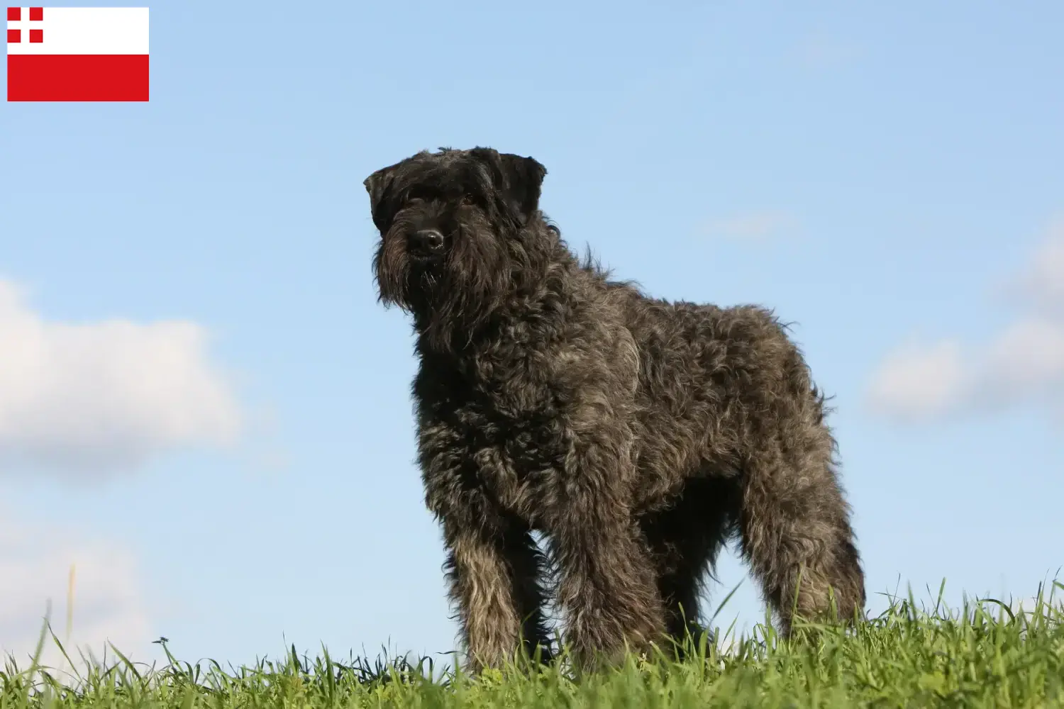 Read more about the article Bouvier des Flandres breeders and puppies in Utrecht