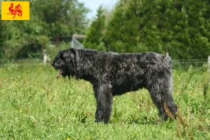 Read more about the article Bouvier des Flandres breeders and puppies in Walloon Region