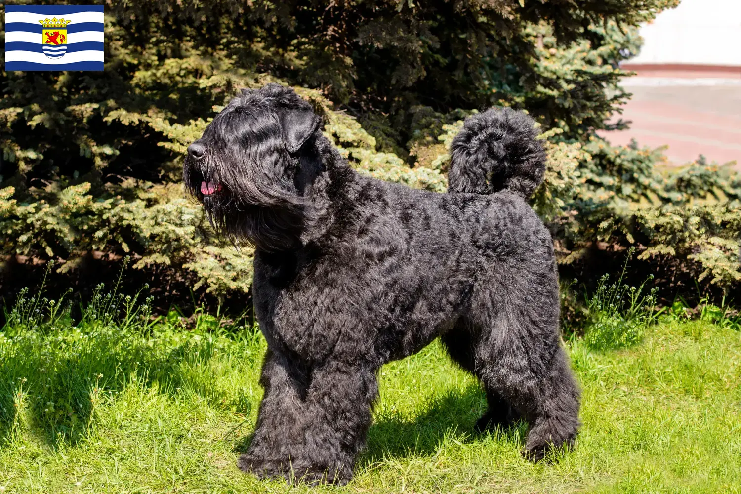 Read more about the article Bouvier des Flandres breeders and puppies in Zeeland