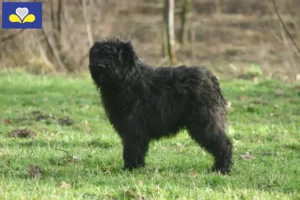 Read more about the article Bouvier des Flandres breeders and puppies in Brussels-Capital Region