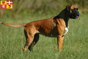 Read more about the article Boxer breeders and puppies in Auvergne-Rhône-Alpes