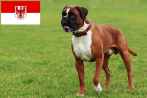 Read more about the article Boxer breeders and puppies in Brandenburg