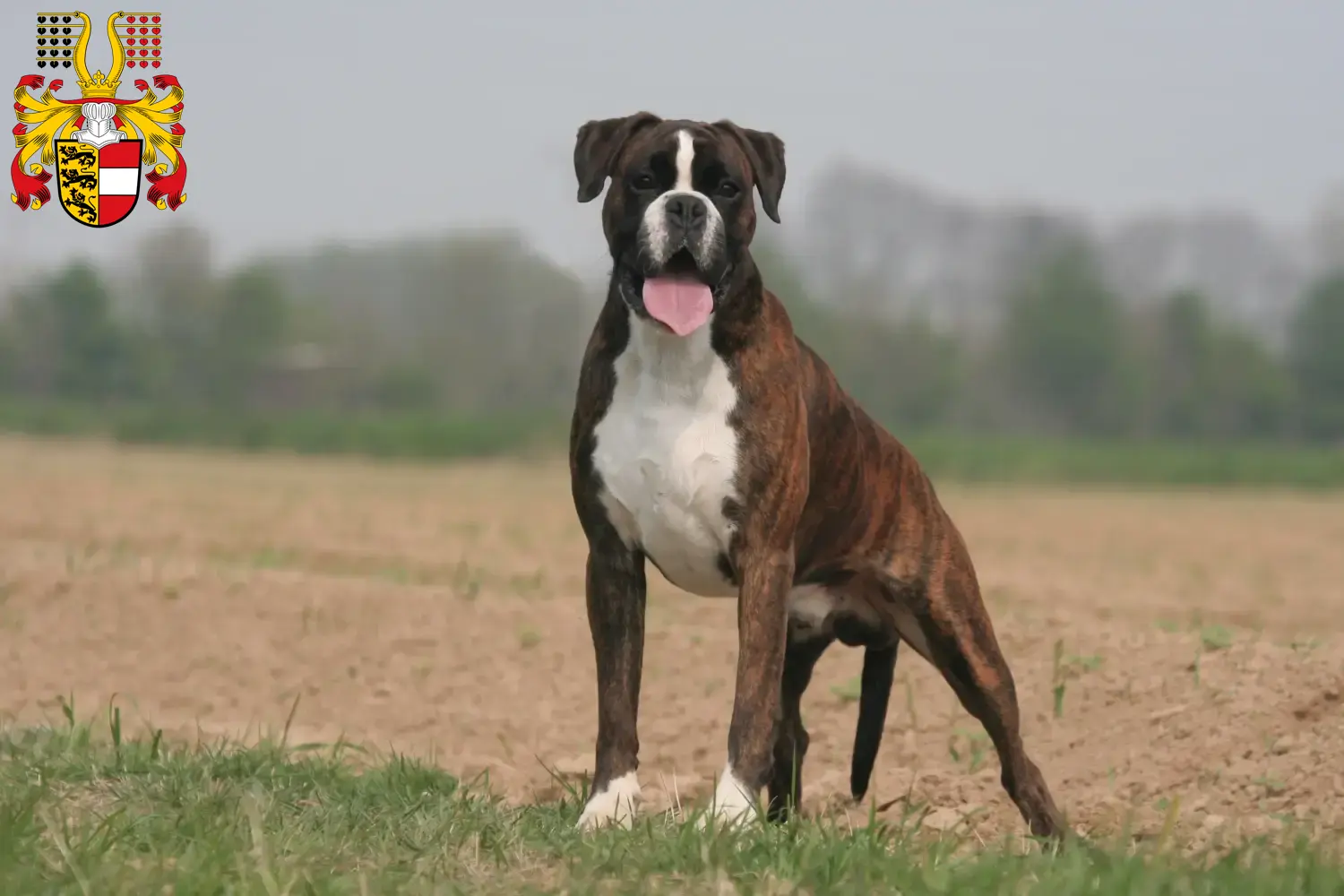 Read more about the article Boxer breeders and puppies in Carinthia