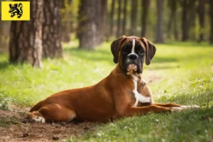 Read more about the article Boxer breeders and puppies in Flanders