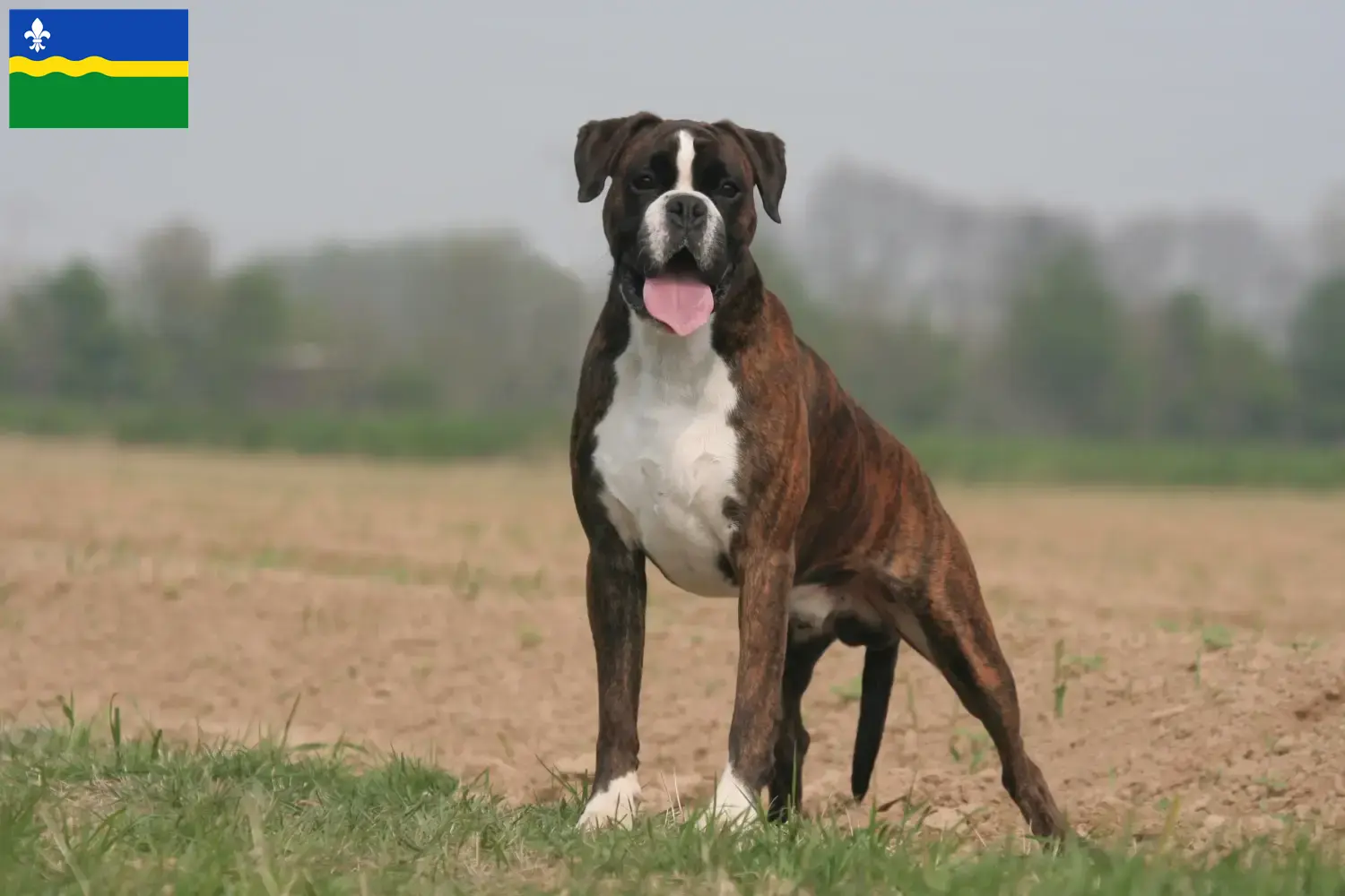 Read more about the article Boxer breeders and puppies in Flevoland