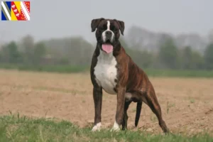 Read more about the article Boxer breeders and puppies in Grand Est