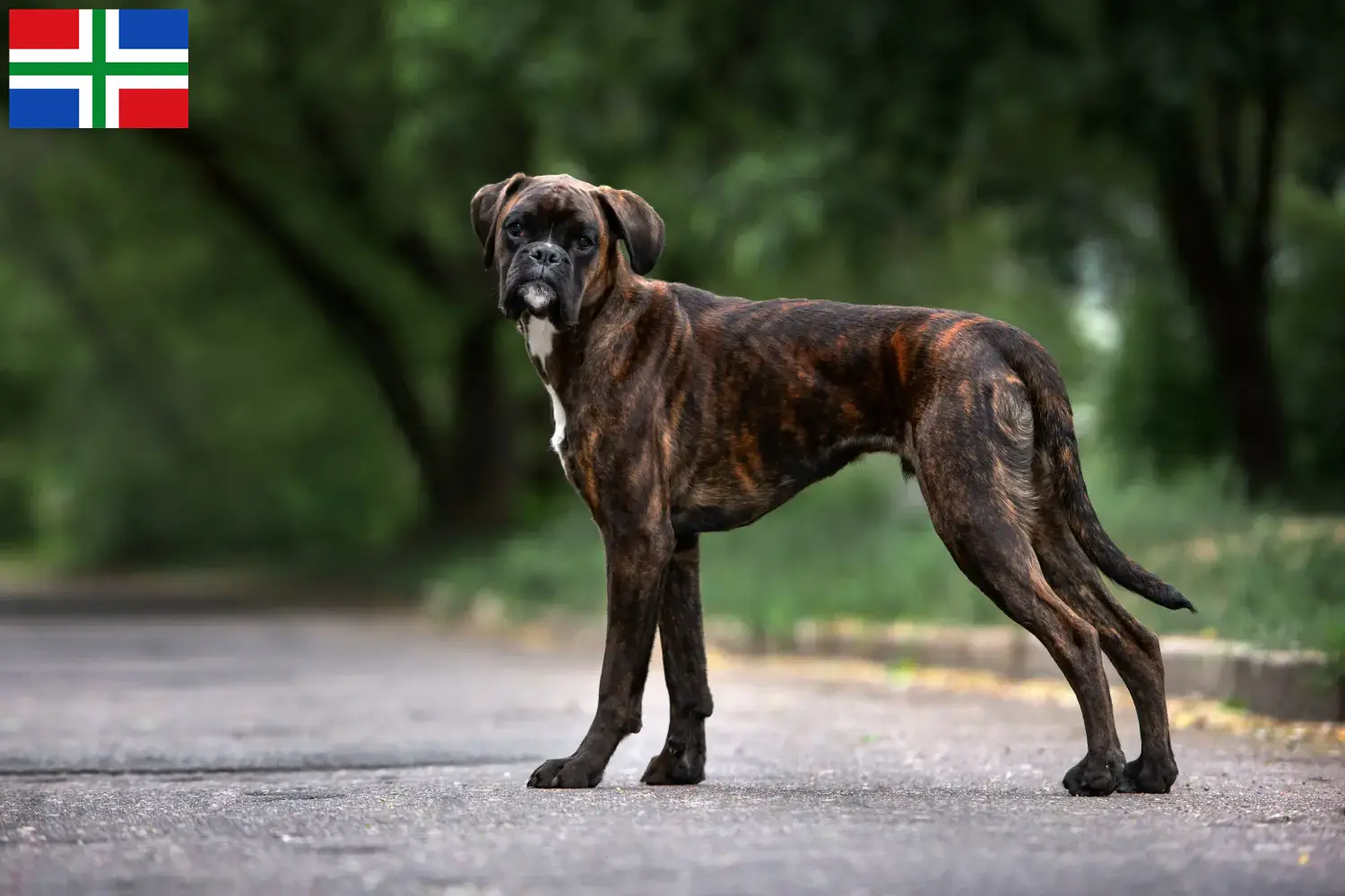 Read more about the article Boxer breeders and puppies in Groningen