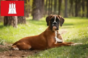 Read more about the article Boxer breeders and puppies in Hamburg