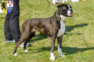 Read more about the article Boxer breeders and puppies in Hauts-de-France