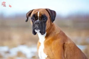 Read more about the article Boxer breeders and puppies in Hovedstaden