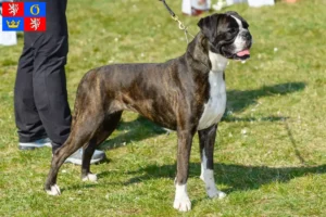 Read more about the article Boxer breeders and puppies in Hradec Králové